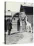 Giraffe with 3 Day Old Baby and Keeper at London Zoo, 1914-Frederick William Bond-Stretched Canvas