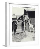 Giraffe with 3 Day Old Baby and Keeper at London Zoo, 1914-Frederick William Bond-Framed Photographic Print