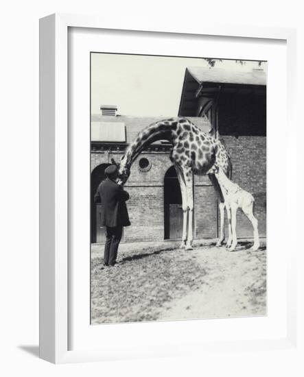Giraffe with 3 Day Old Baby and Keeper at London Zoo, 1914-Frederick William Bond-Framed Photographic Print