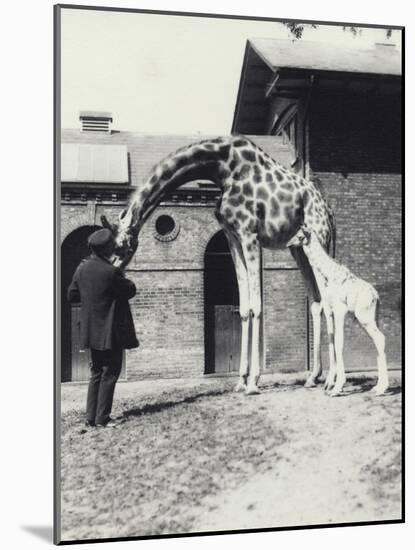 Giraffe with 3 Day Old Baby and Keeper at London Zoo, 1914-Frederick William Bond-Mounted Photographic Print