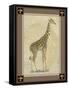 Giraffe with Border II-null-Framed Stretched Canvas