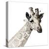 Giraffe-Philippe Debongnie-Stretched Canvas