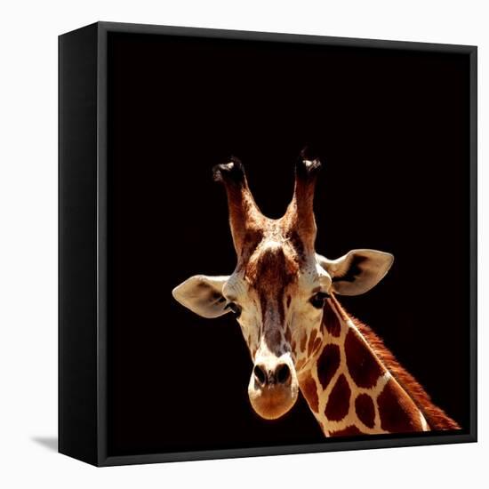 Giraffe-yuran-78-Framed Stretched Canvas