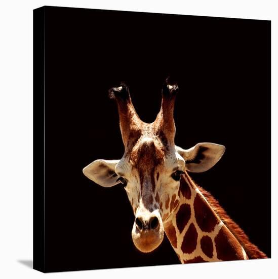 Giraffe-yuran-78-Stretched Canvas