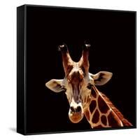 Giraffe-yuran-78-Framed Stretched Canvas