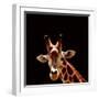 Giraffe-yuran-78-Framed Premium Photographic Print