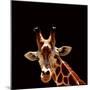 Giraffe-yuran-78-Mounted Premium Photographic Print