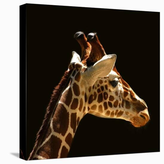 Giraffe-yuran-78-Stretched Canvas