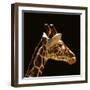 Giraffe-yuran-78-Framed Premium Photographic Print