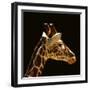 Giraffe-yuran-78-Framed Premium Photographic Print