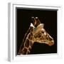 Giraffe-yuran-78-Framed Premium Photographic Print