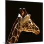 Giraffe-yuran-78-Mounted Premium Photographic Print