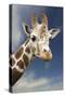 Giraffe-null-Stretched Canvas