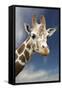 Giraffe-null-Framed Stretched Canvas