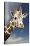 Giraffe-null-Stretched Canvas