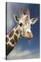 Giraffe-null-Stretched Canvas