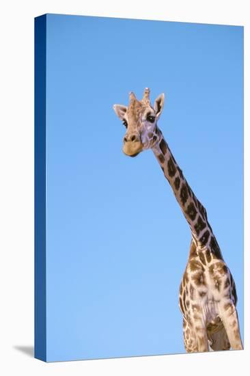 Giraffe-null-Stretched Canvas