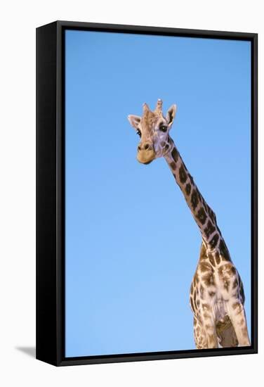 Giraffe-null-Framed Stretched Canvas