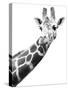 Giraffe-null-Stretched Canvas