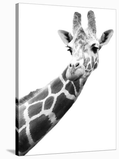 Giraffe-null-Stretched Canvas