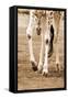 Giraffe-null-Framed Stretched Canvas