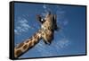 Giraffe-Rick Doyle-Framed Stretched Canvas