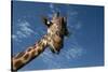 Giraffe-Rick Doyle-Stretched Canvas