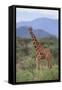 Giraffe-DLILLC-Framed Stretched Canvas