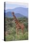 Giraffe-DLILLC-Stretched Canvas