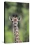 Giraffe-DLILLC-Stretched Canvas