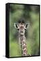 Giraffe-DLILLC-Framed Stretched Canvas