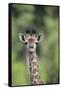 Giraffe-DLILLC-Framed Stretched Canvas