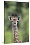 Giraffe-DLILLC-Stretched Canvas