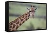 Giraffe-DLILLC-Framed Stretched Canvas