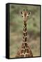 Giraffe-DLILLC-Framed Stretched Canvas