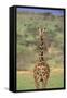 Giraffe-DLILLC-Framed Stretched Canvas
