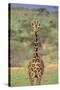 Giraffe-DLILLC-Stretched Canvas