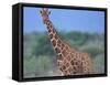 Giraffe-DLILLC-Framed Stretched Canvas