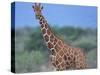 Giraffe-DLILLC-Stretched Canvas