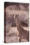 Giraffe-DLILLC-Stretched Canvas