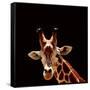 Giraffe-yuran-78-Framed Stretched Canvas