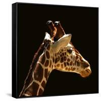 Giraffe-yuran-78-Framed Stretched Canvas