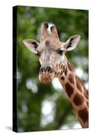 Giraffe-Kitch Bain-Stretched Canvas