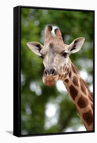 Giraffe-Kitch Bain-Framed Stretched Canvas