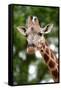 Giraffe-Kitch Bain-Framed Stretched Canvas