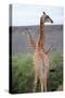 Giraffe-Kitch Bain-Stretched Canvas