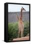Giraffe-Kitch Bain-Framed Stretched Canvas