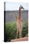 Giraffe-Kitch Bain-Stretched Canvas