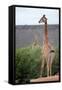 Giraffe-Kitch Bain-Framed Stretched Canvas