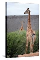 Giraffe-Kitch Bain-Stretched Canvas